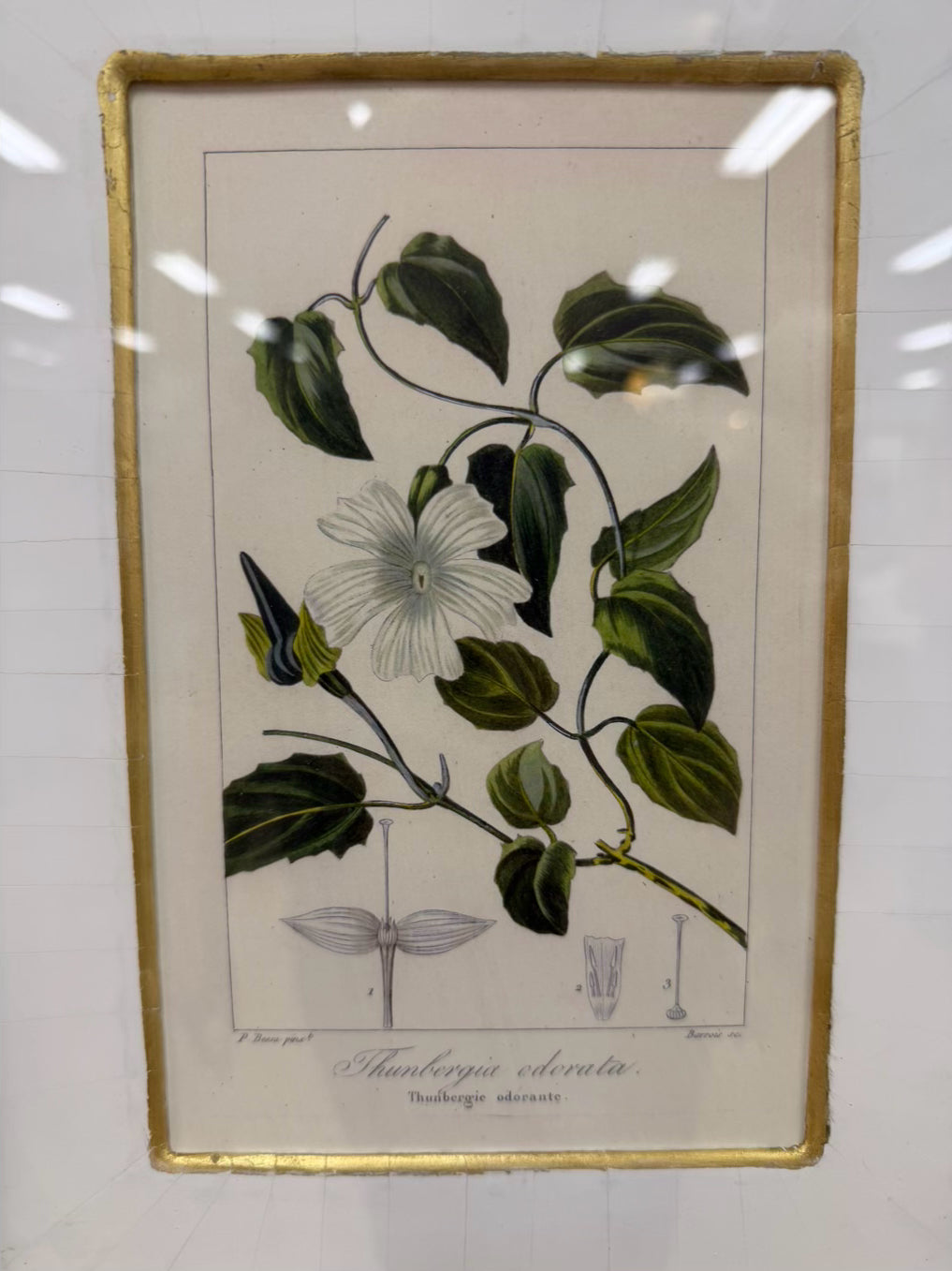 TROWBRIDGE Green & White Flower Botanicals Set Of 6 Framed Prints