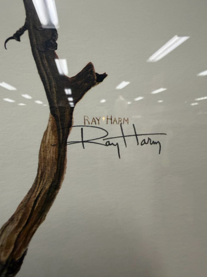 SIGNED RAY HARM Red Winged Blackbird Print In Gold Frame