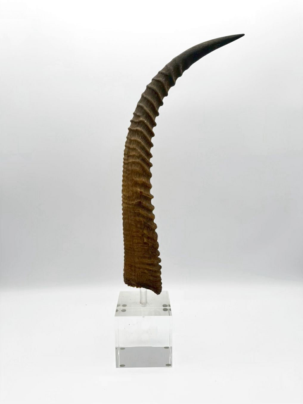 Horn On Clear Lucite Base