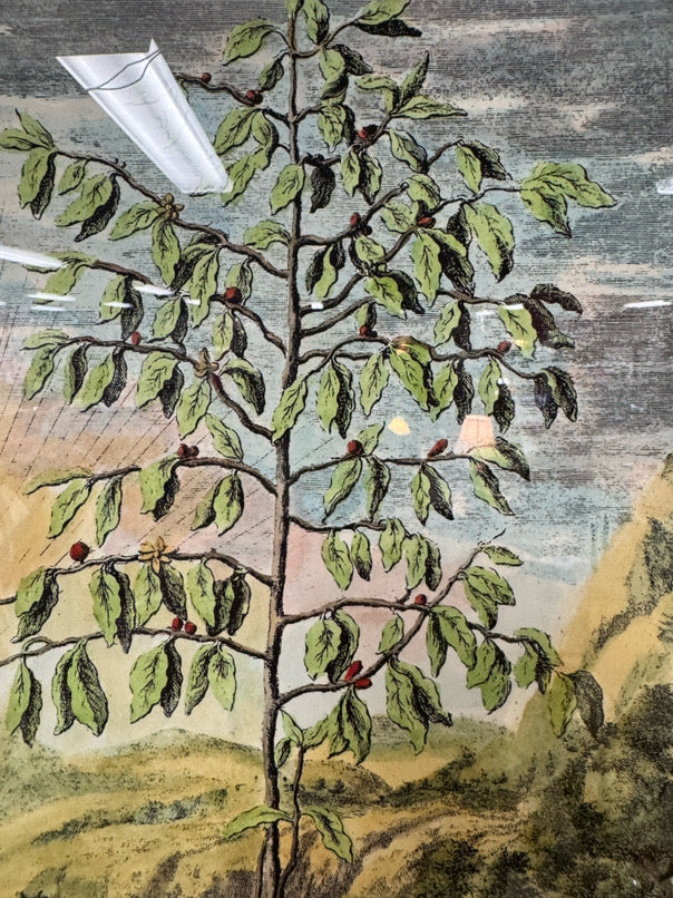 Bon Arbor Hand-Colored Copper Plate Engraving in Gold Frame