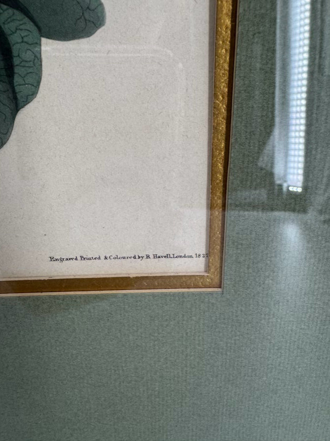 AUDUBON "Yellow Breasted Chat" Engraving in Green Mat & Silver Frame