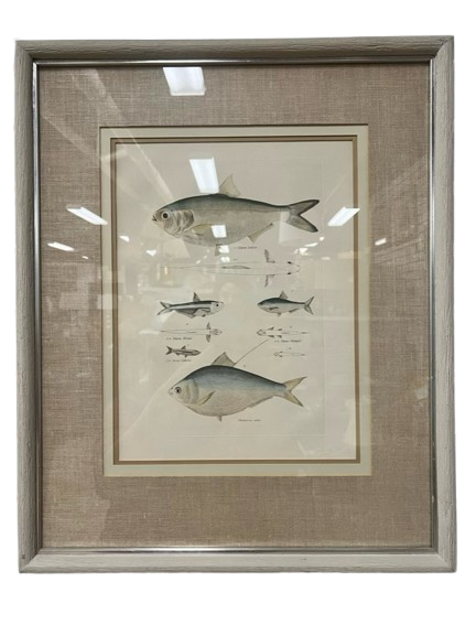 Framed Fish Print in Cream Frame w/ Linen Mat