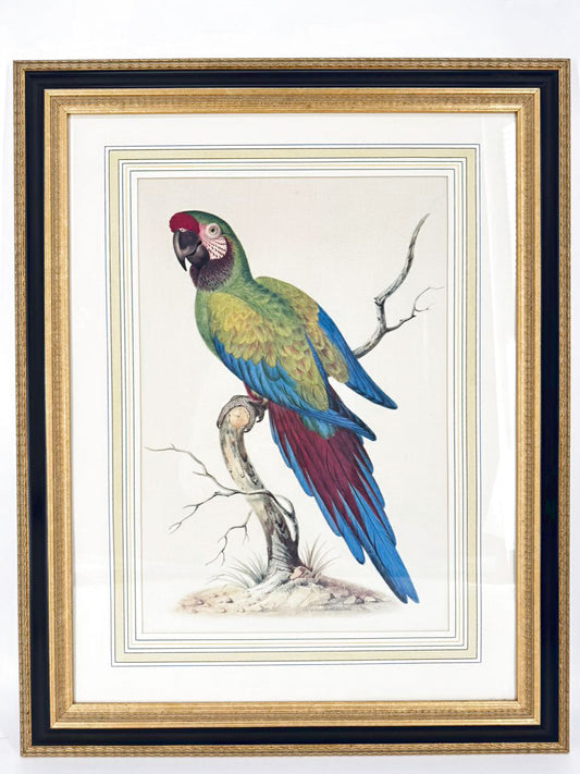 CHELSEA HOUSE SYD EDWARDS Multicolor Parrot Print in Gold & Black Frame