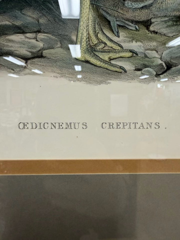 Oedicnemus Crepitans Lithograph In Brown Frame w/ Cream Linen Mat