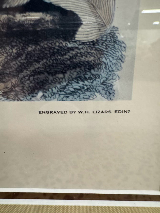 AUDUBON "Wild Turkey" Engraving in Brown Frame