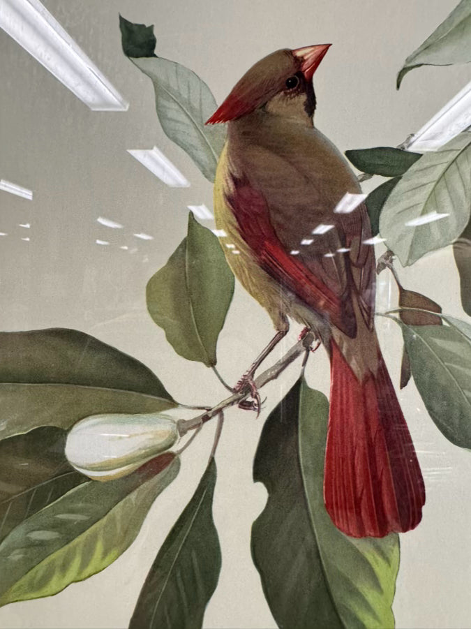 ROGER TORY PETERSON Pair of Birds Paintings in Gold & Wood Frames