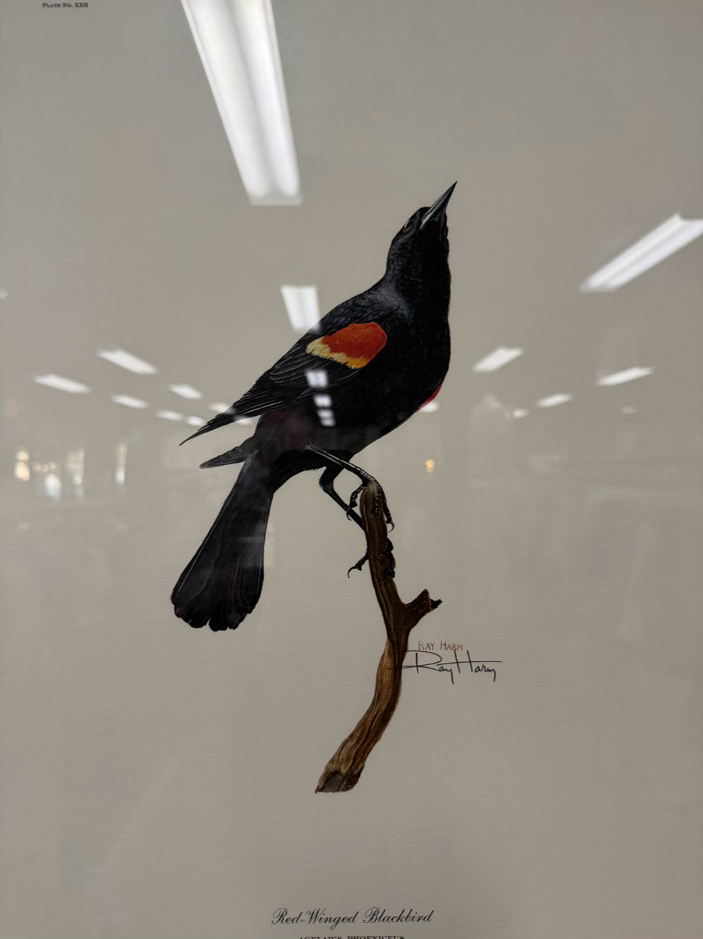 SIGNED RAY HARM Red Winged Blackbird Print In Gold Frame
