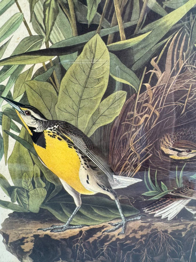 AUDUBON "Meadow Lark" Engraving in Green Mat & Silver Frame