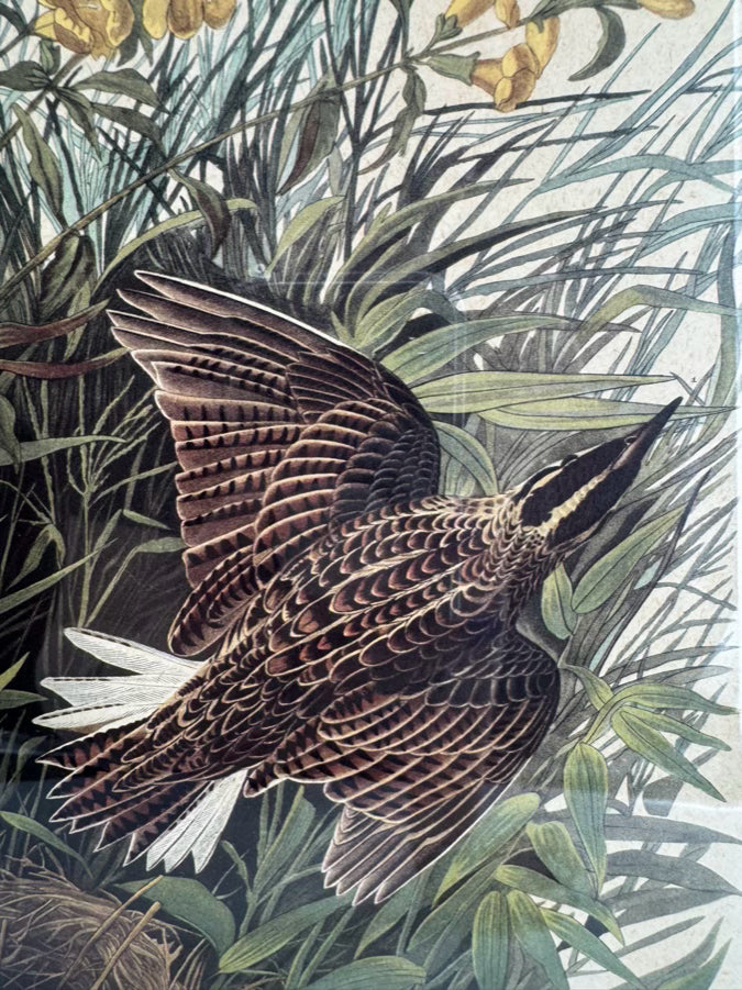 AUDUBON "Meadow Lark" Engraving in Green Mat & Silver Frame