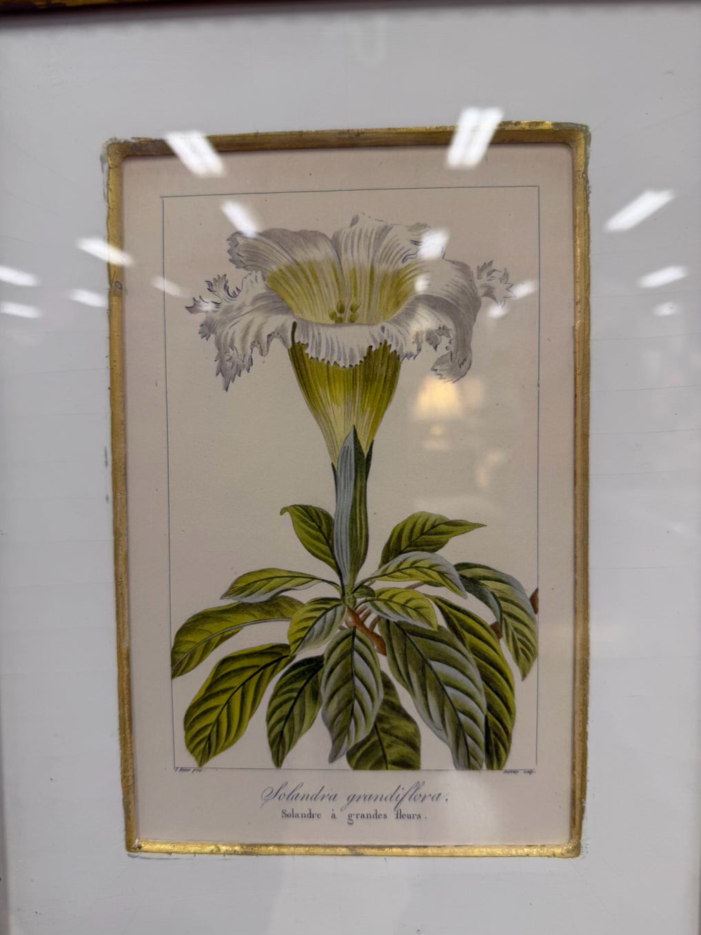 TROWBRIDGE Green & White Flower Botanicals Set Of 6 Framed Prints