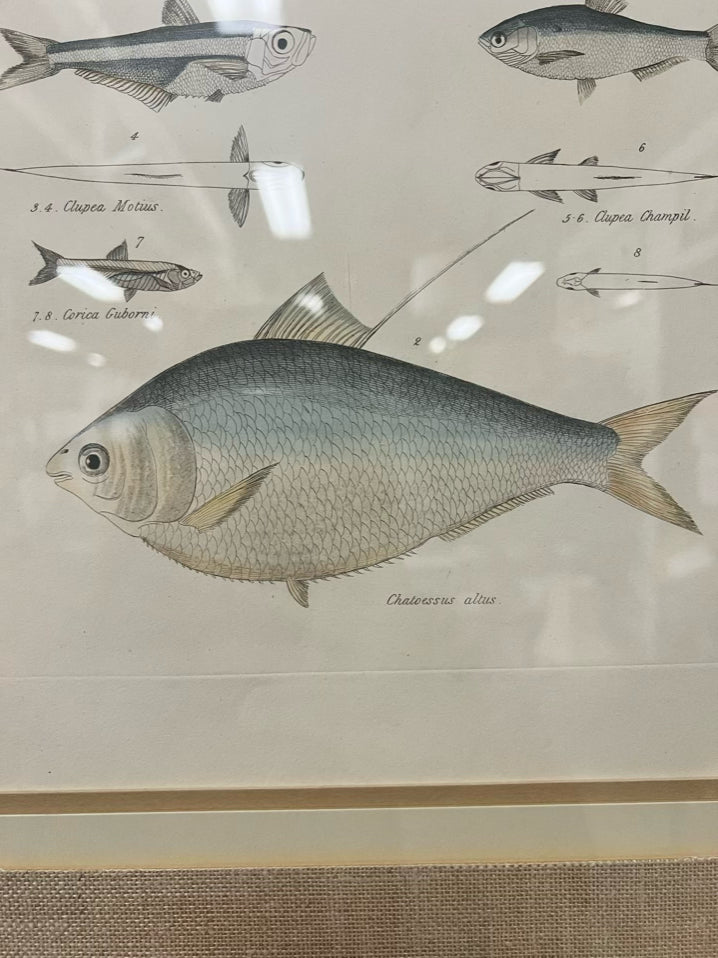 Framed Fish Print in Cream Frame w/ Linen Mat