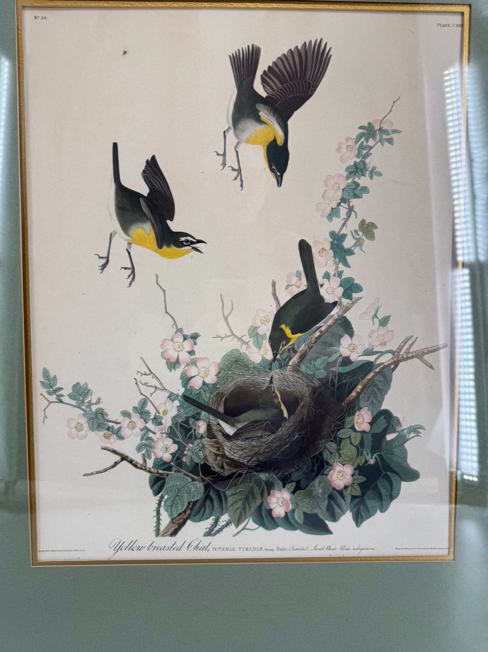 AUDUBON "Yellow Breasted Chat" Engraving in Green Mat & Silver Frame